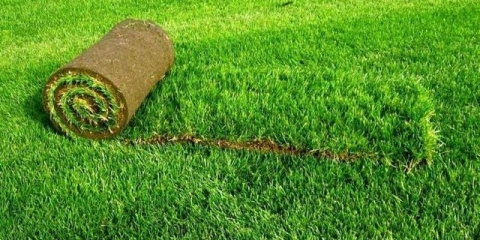 Kako postaviti travnjak vlastitim rukama